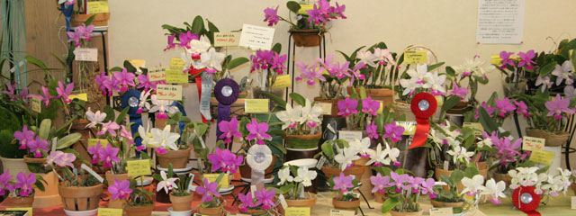 ワカヤマオーキッド第23回開店記念セール 第4回ワルケリアナ展
