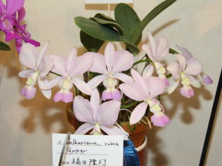 ワカヤマオーキッドさん 第30回開店記念 ウインターセール 第11回ワルケリアナ展