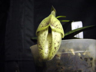 ブラキペタラムの開花 Part２ Paph. ( Virgo x leucochilum ) x bellatulum