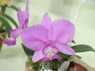 File:Cattleya jongheana 'Cotia' BM JOGA (Rchb.f.) Van den Berg,  Neodiversity 3 8 (2008) (49761098227).jpg - Wikimedia Commons