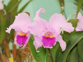 第４６回 蘭友会 洋蘭展 カトレヤ原種 46th JAOS Orchid Show Cattleya