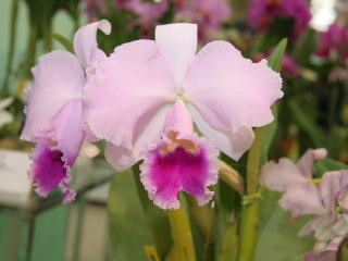 第４７回 蘭友会 洋蘭展 カトレヤ原種 47th JAOS Orchid Show Cattleya
