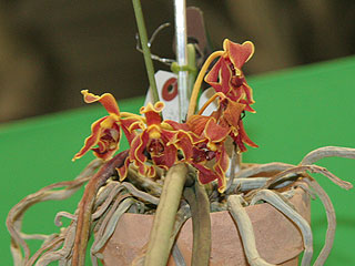 http://www.orchidweb.jp/orchidshow/kanazawa2005/IMG_2716.jpg