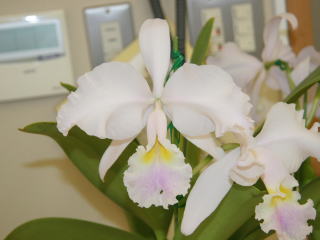 C. warscewiczii var. semi-alba coerulescens 'Camparrusia'