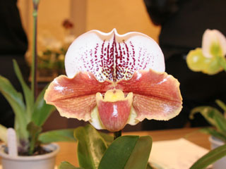 最先端 【北軽ガーデン】*パフィオ*Paph.eburneum x Shun-Fa Golden ...