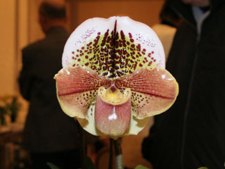 最先端 【北軽ガーデン】*パフィオ*Paph.eburneum x Shun-Fa Golden ...
