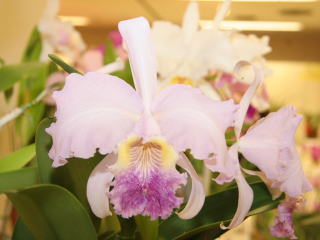 新花発表 第６１回 JOGA洋らん展 カトレヤ系原種 61th JOGA Orchid