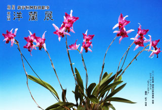2006年に開催された蘭展のスケジュール orchid exhibition