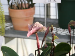 ハタオーキッドさんウインターセール2006 展示花のご紹介