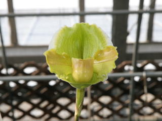 ハタオーキッドさんウインターセール2006 展示花のご紹介