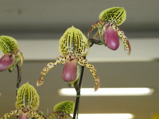 花 洋ラン Paph.原種 THO－231 Paph.charlesworthii 1 (Sibling cross