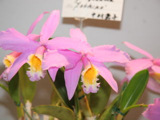 RNBデジタル放送開始記念 えひめ世界の蘭展2007 カトレヤ原種