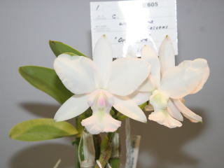 RNBデジタル放送開始記念 えひめ世界の蘭展2007 カトレヤ原種