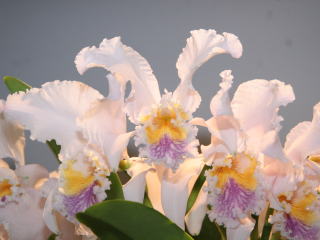 原種　カトレアの世界WORLD CATTLEYA SPECIES RNBデジタル放送開始記念 えひめ世界の蘭展2007 カトレヤ原種