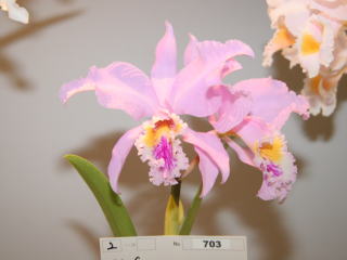 原種　カトレアの世界WORLD CATTLEYA SPECIES RNBデジタル放送開始記念 えひめ世界の蘭展2007 カトレヤ原種
