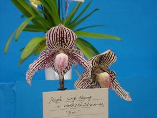 あいち花フェスタ・名古屋国際蘭展 フラワードーム2003