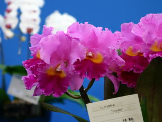 フラワードーム2004 あいち花フェスタ・名古屋国際蘭展 フラワードーム2004 あいち花フェスタ・名古屋国際蘭展