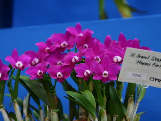 フラワードーム2004 あいち花フェスタ・名古屋国際蘭展 フラワードーム2004 あいち花フェスタ・名古屋国際蘭展