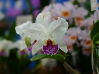 フラワードーム2004 あいち花フェスタ・名古屋国際蘭展 カトレヤ