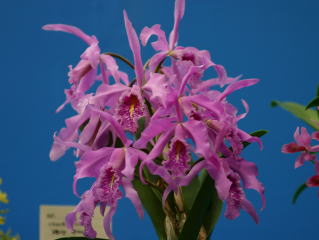 フラワードーム2004 あいち花フェスタ・名古屋国際蘭展 カトレヤ