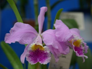 フラワードーム2004 あいち花フェスタ・名古屋国際蘭展 カトレヤ