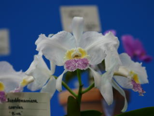 フラワードーム2004 あいち花フェスタ・名古屋国際蘭展 カトレヤ