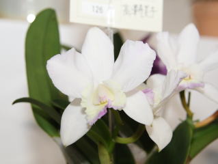 MAGMA 花代 2008 初版 X-80 MAGNUM+1 | Megabass-メガバス