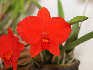 花 アディダス adidas ZX FLUX W スニーカー シューズ 花柄