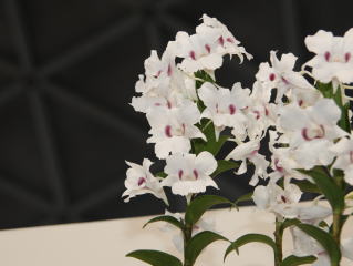 フラワードーム2008 あいち花フェスタ ・名古屋国際蘭展