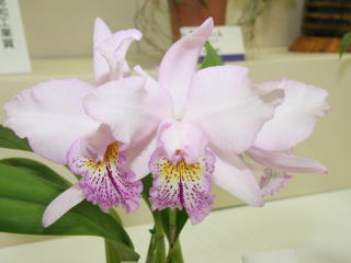 第17回船橋洋らん展 カトレヤ交配種 17th Funabashi Orchid