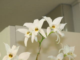 第17回船橋洋らん展 レリア アンセプス 17th Funabashi Orchid