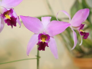 第17回船橋洋らん展 レリア アンセプス 17th Funabashi Orchid