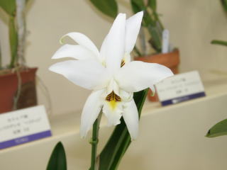 WEB限定カラー 第17回船橋洋らん展 レリア Orchid Funabashi 17th アンセプス 鉢花