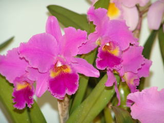 第45回 蘭友会 洋蘭展 カトレヤ交配種 JAOS 45th Orchid Show