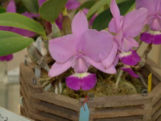 第45回 蘭友会 洋蘭展 カトレヤ原種 JAOS 45th Orchid Show Cattleya