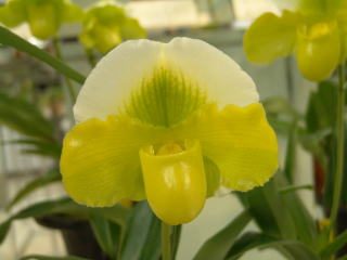 趣味の洋ラン　 パフィオペディルム　ニューオーキッド　カトレヤ　

8冊 new ORCHIDS(ニュー・オーキッド) のバックナンバー | 雑誌/定期