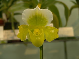 第45回 蘭友会 洋蘭展 パフィオペディルム JAOS 45th Orchid