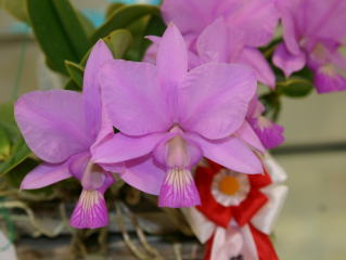 第45回 蘭友会 洋蘭展 カトレヤ原種 JAOS 45th Orchid Show Cattleya
