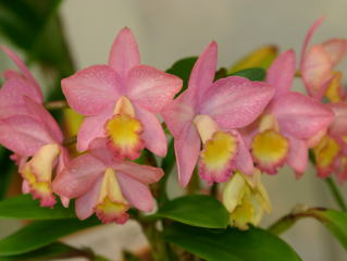 第45回 蘭友会 洋蘭展 カトレヤ交配種 JAOS 45th Orchid Show