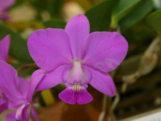 第45回 蘭友会 洋蘭展 カトレヤ原種 JAOS 45th Orchid Show Cattleya