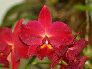第45回 蘭友会 洋蘭展 カトレヤ交配種 JAOS 45th Orchid Show