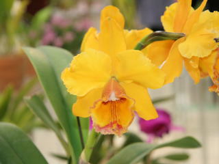 第46回 蘭友会 洋蘭展 カトレヤ交配種 46th JAOS Orchid Show