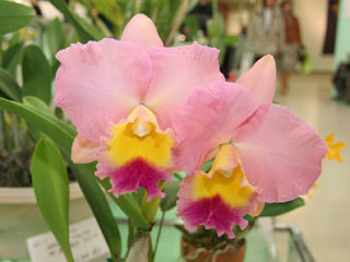 第47回 蘭友会 洋蘭展 カトレヤ交配種 47th JAOS Orchid Show