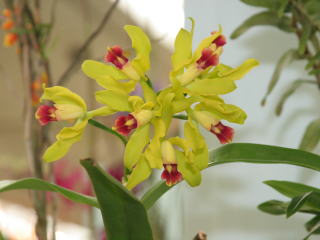 洋蘭 交配種 ドラキュバリア属 Dracuvallia Blue Boy 'Cow Hollow' AM／AOS モンキーフェイスオーキッド 第四種郵便 送料 331円 新品洋蘭 原種 ドラキュバリア属 Dracuvallia Blue Boy \u0027Cow Hollow