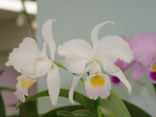 第48回 蘭友会 洋蘭展 カトレヤ原種 48th JAOS Orchid Show Cattleya