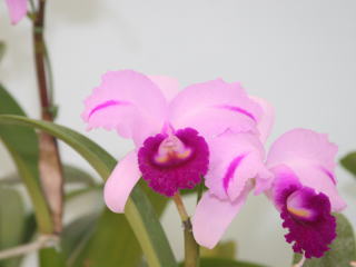 第48回 蘭友会 洋蘭展 カトレヤ原種 48th JAOS Orchid Show Cattleya