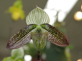 第48回 蘭友会 洋蘭展 パフィオペディルム 48th JAOS Orchid Show
