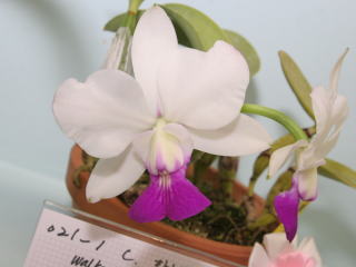 洋蘭 原種 カトレア C. violacea fma. semi-alba 第48回 蘭友会 洋蘭展 カトレヤ原種 48th JAOS Orchid Show Cattleya