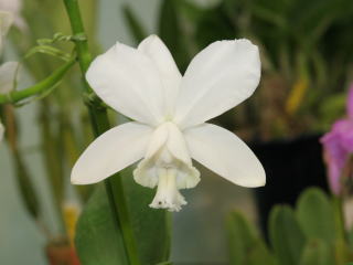 洋蘭 原種 カトレア C.trianae fma.coerulea flamea Takehiko 洋蘭 原種 C trianaei fma coerulea \u0027Thomas\u0027 \u0027(OG Div) 有名人。でも