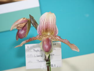洋蘭 Paph. Moreton Bay 'Shigedonia' FCC/JOS
